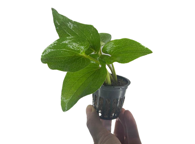 Заурурус поникший (в горшке) (Saururus cernuus)